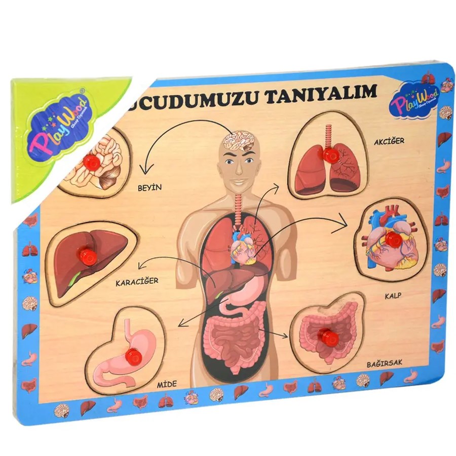 Ahşap Tutmalı Vücudumuzu Tanıyalım 